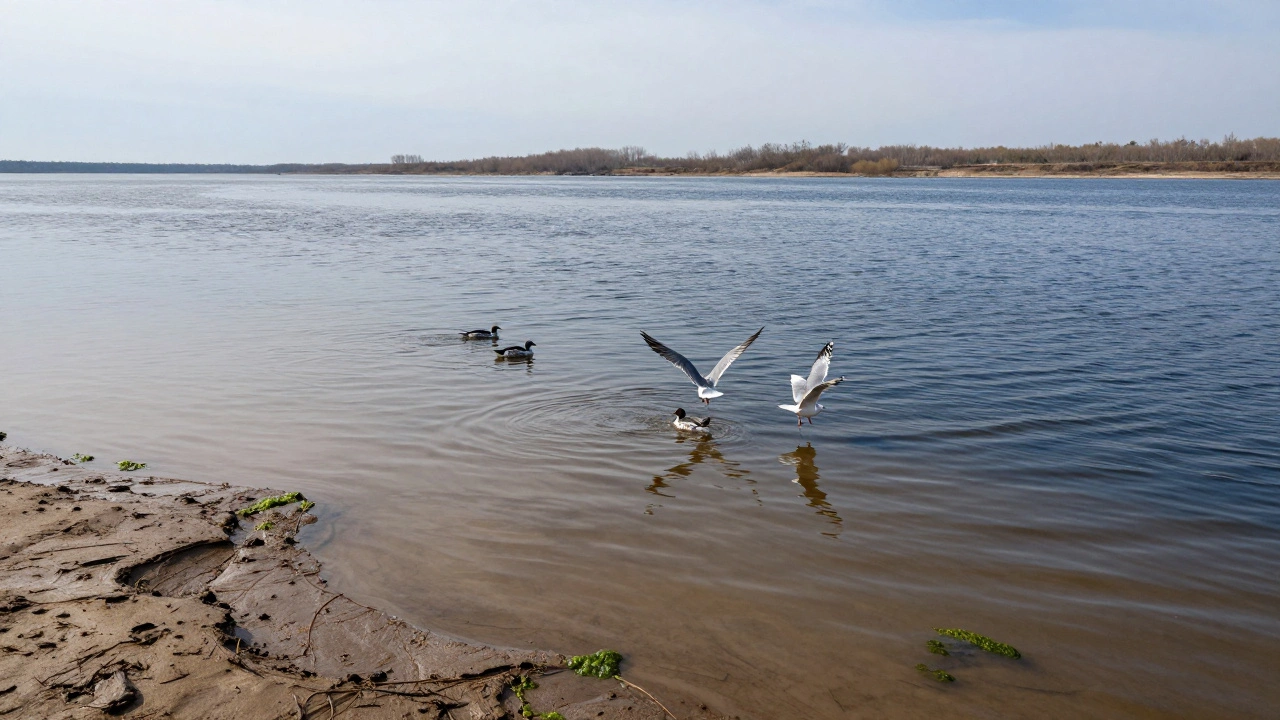 Птицы над рекой указывают на место охоты хищника весной.